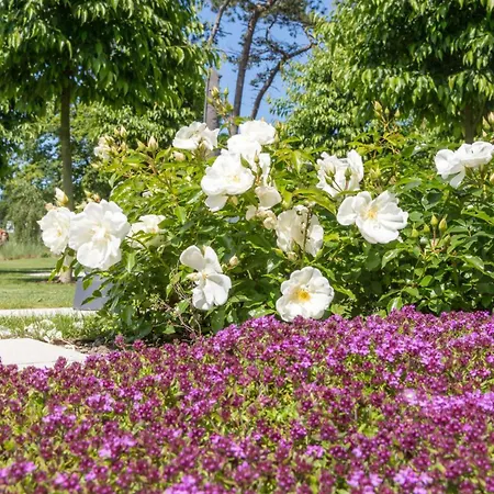 Schmidt - Strandhaus Direkt Am Mit Sauna, Sport Und Duenengarten - Komfort * Rostock